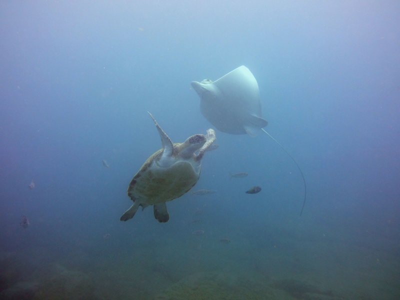 Bull ray and green turtle dancing